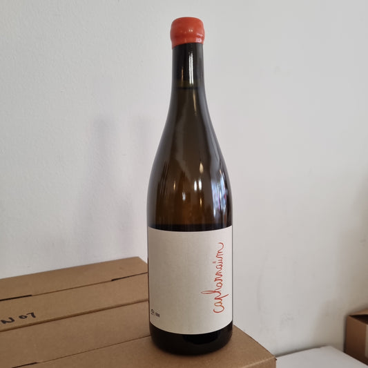 HAUS GUPI (Schneider) | Capharnaüm 2021