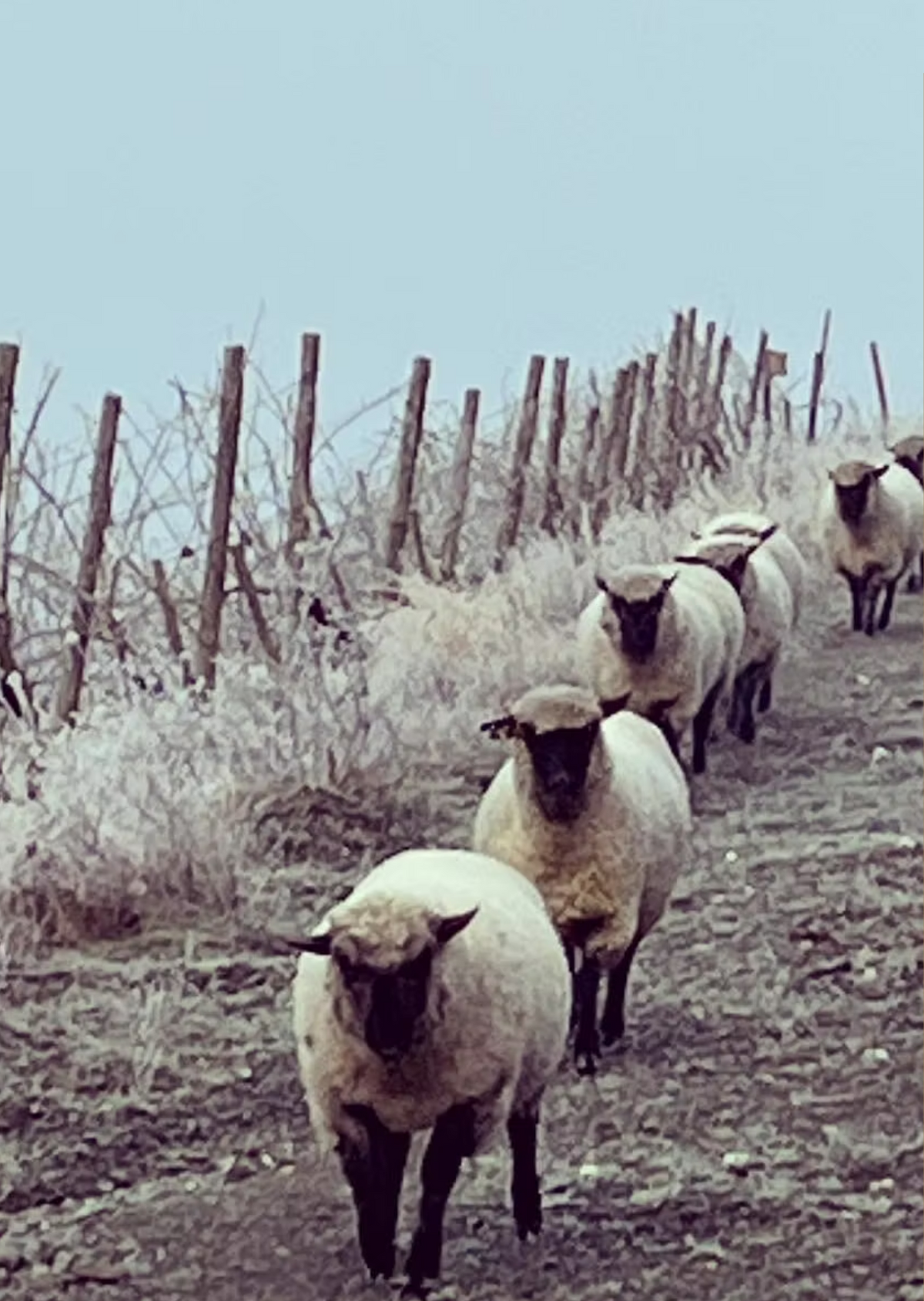 Von Nell-Breuning Mood Bild Biodynamik